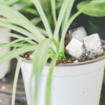 The How, When, & Why Use the Ice Cube To Water Your Plants ?