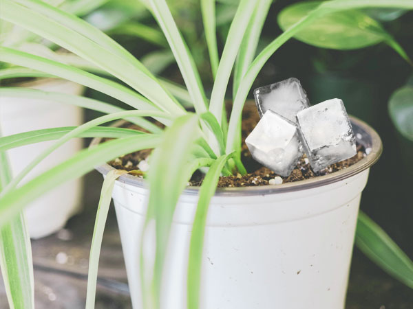 The How, When, & Why Use the Ice Cube To Water Your Plants ?