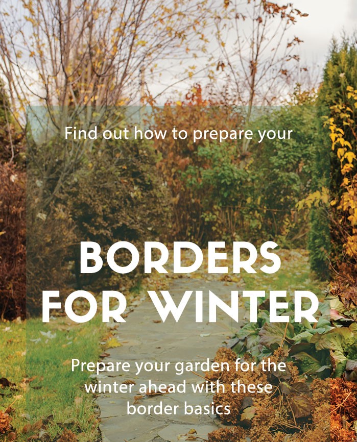 How to prepare your borders for winter