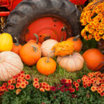 9 Amazing Garden Ideas For Thanksgiving