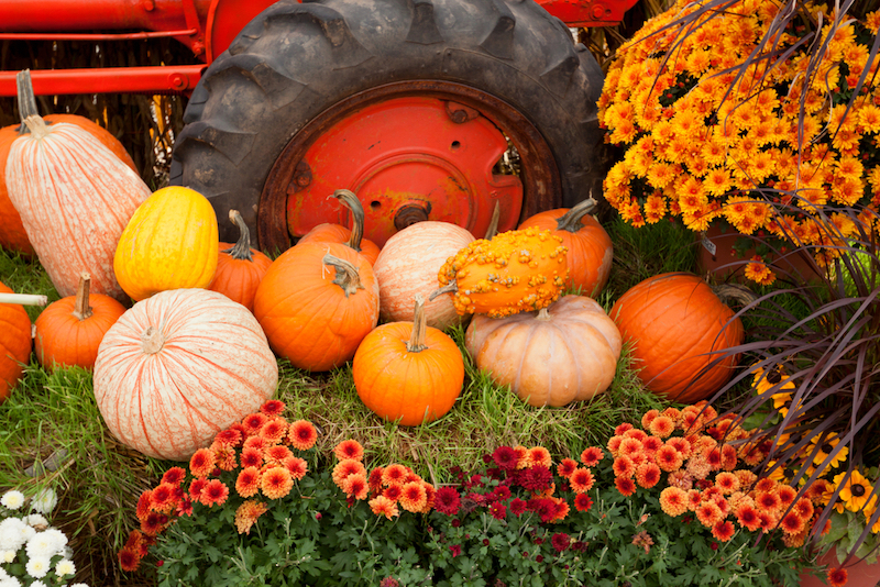 9 Amazing Garden Ideas For Thanksgiving