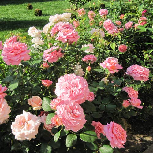 The Easiest Ways To Grow Rose From Cutting