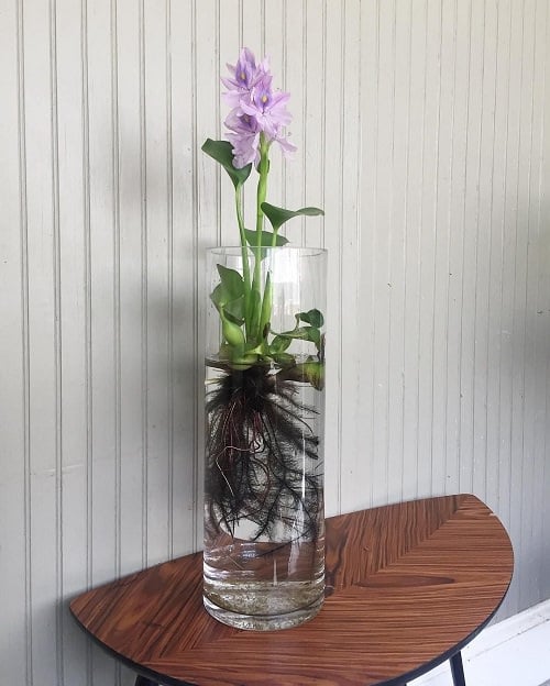 10 Flowers You Can Grow In Vases in Water