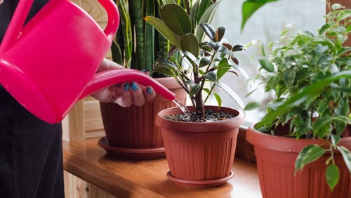 5 Most Important Tips To Not Kill Your Indoor Plants