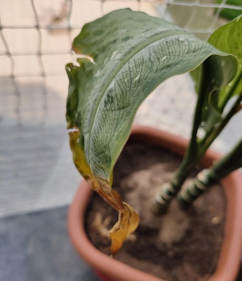 Brown Spots On Houseplant Leaves : Causes And Solutions