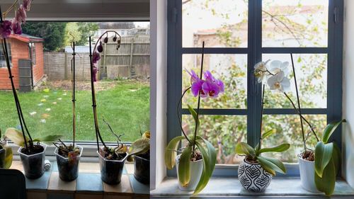 How to Revive an Orchid from Dying in 8 Steps