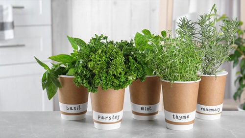 6 Tips And Tricks For Your Herb Garden  