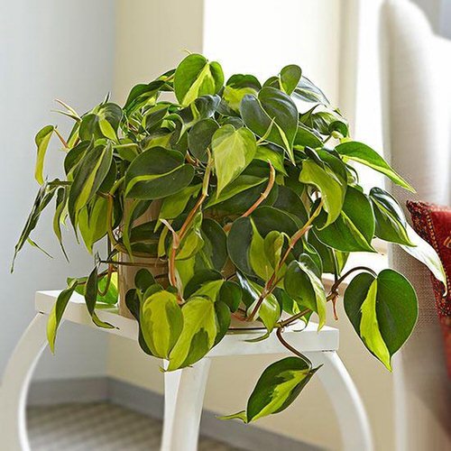 10 Tips to Make Philodendron Plants Bigger and Bushier