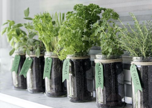 The 21 Types of Indoor Plants to Grow in Jars and Bottles