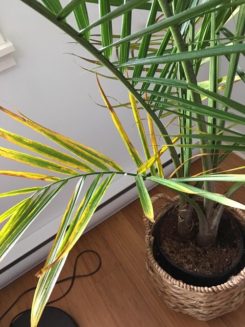 12 Signs That Your Indoor Plant is Unhealthy 