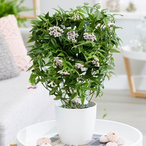 12 Of Best Smelling Indoor Houseplants 