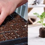 11 Common Seed Starting Problems and How to Fix Them