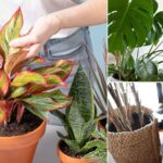 10 Of The Best Houseplant Cleaning Tips