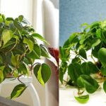 10 Tips to Make Philodendron Plants Bigger and Bushier