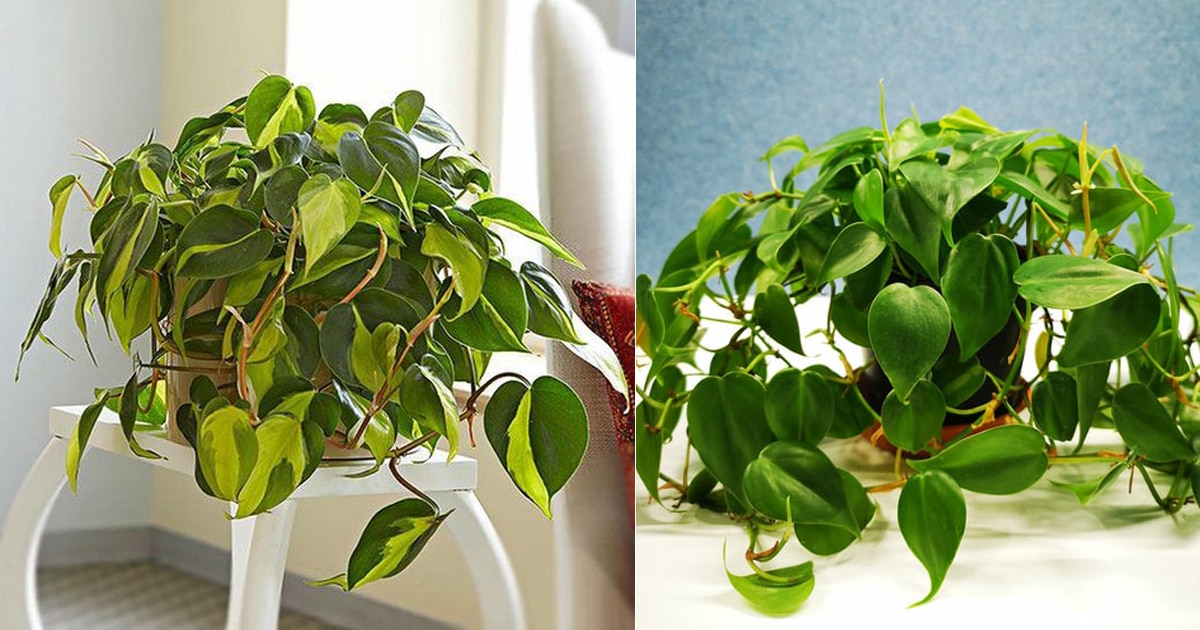 10 Tips to Make Philodendron Plants Bigger and Bushier