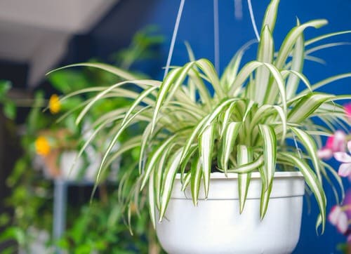 10 Of The Best Houseplant Cleaning Tips 