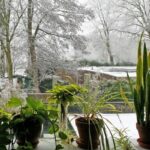 7 Tips To Prepare Your Houseplants For Winter