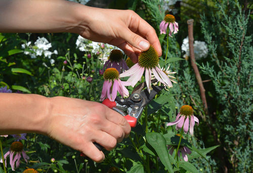 Your Plants Are Not Blooming ? Apply These 12 Things And See The Results