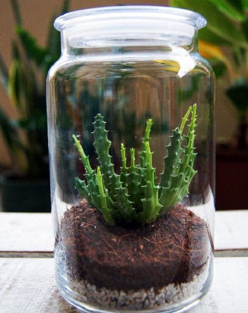 The 21 Types of Indoor Plants to Grow in Jars and Bottles