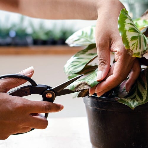 12 Hacks to Revive a Dead Plant 