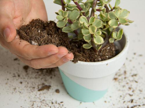 12 Hacks to Revive a Dead Plant 