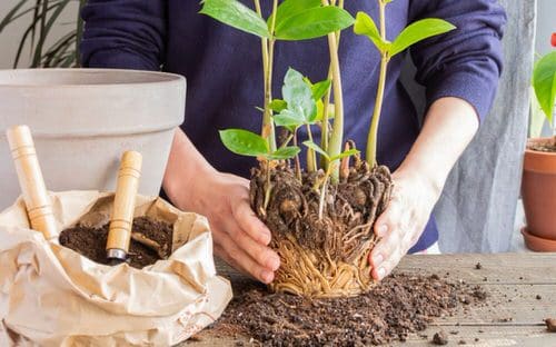 12 Hacks to Revive a Dead Plant 