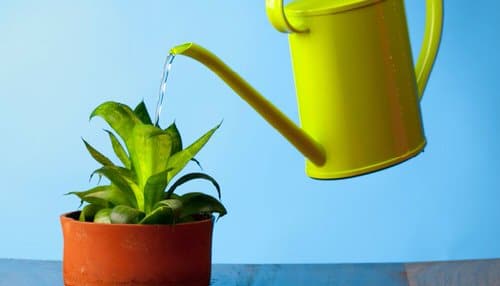 12 Hacks to Revive a Dead Plant 