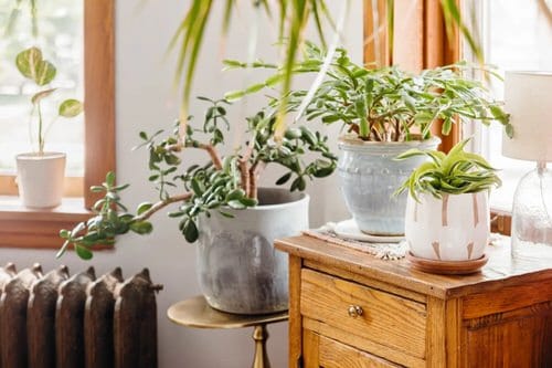 12 Hacks to Revive a Dead Plant 