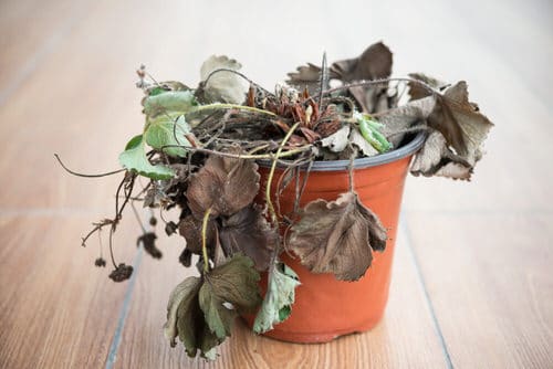 12 Hacks to Revive a Dead Plant 