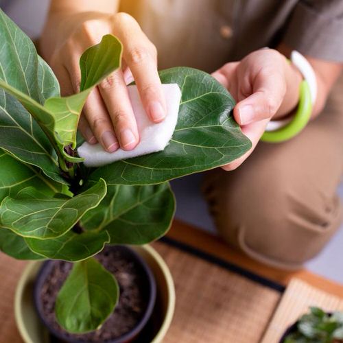 12 Signs That Your Indoor Plant is Unhealthy 