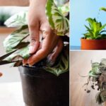 12 Hacks to Revive a Dead Plant