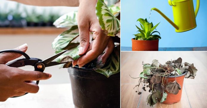 12 Hacks to Revive a Dead Plant