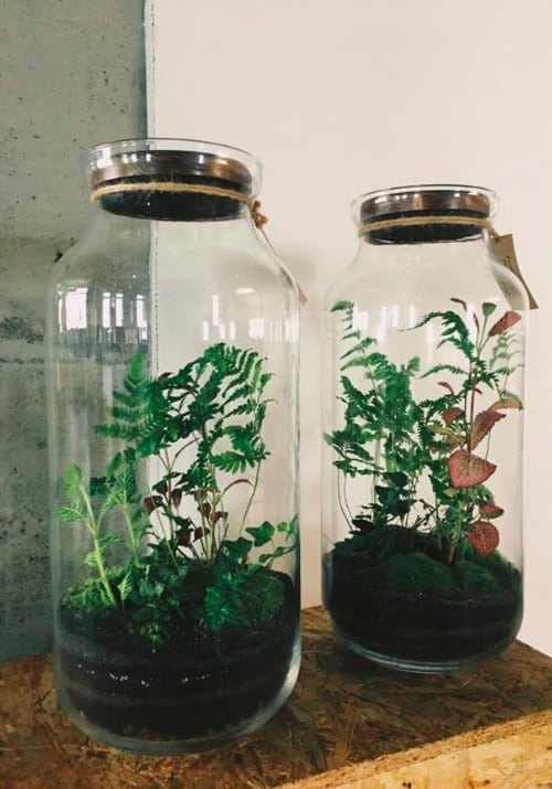 The 21 Types of Indoor Plants to Grow in Jars and Bottles