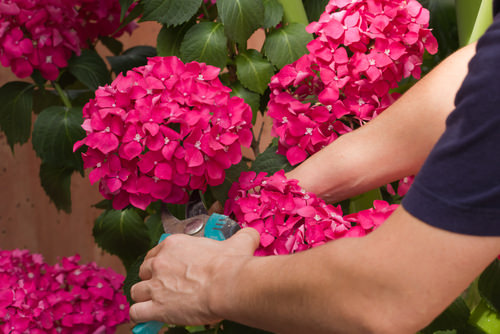 Your Plants Are Not Blooming ? Apply These 12 Things And See The Results