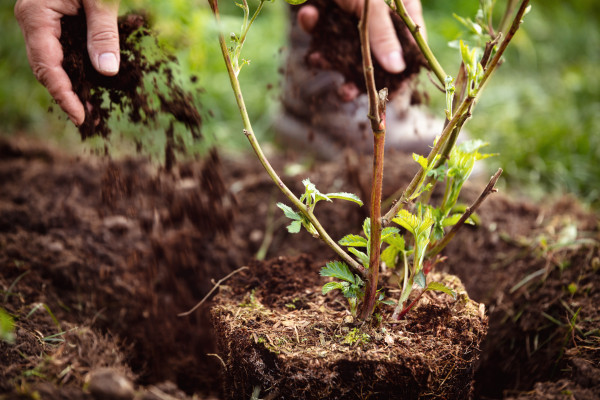 What To Do In The Garden In November 