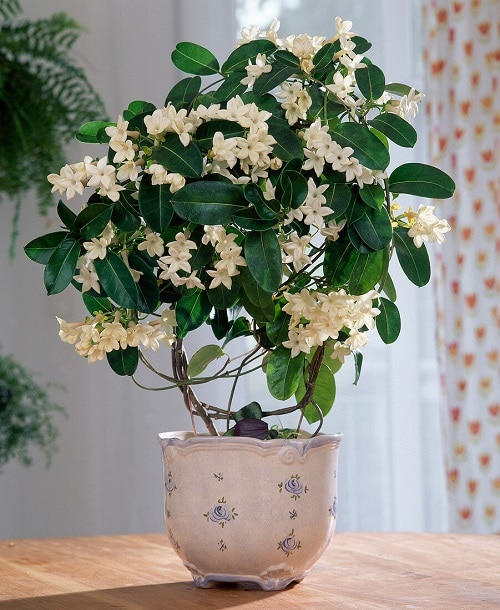 12 Of Best Smelling Indoor Houseplants 