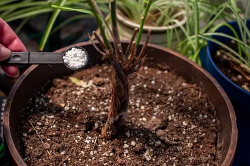 12 Hacks to Revive a Dead Plant 