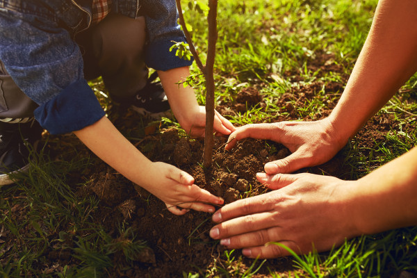 What To Do In The Garden In November 