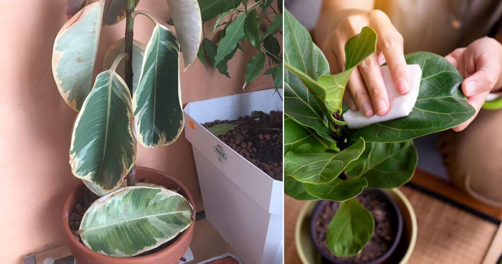 12 Signs That Your Indoor Plant is Unhealthy