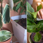 12 Signs That Your Indoor Plant is Unhealthy