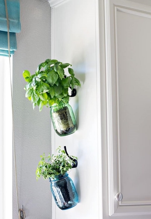 The 21 Types of Indoor Plants to Grow in Jars and Bottles