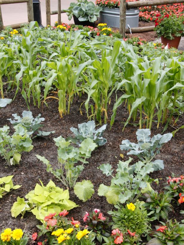 16 Tips and Tricks For Beginners Vegetable Gardening