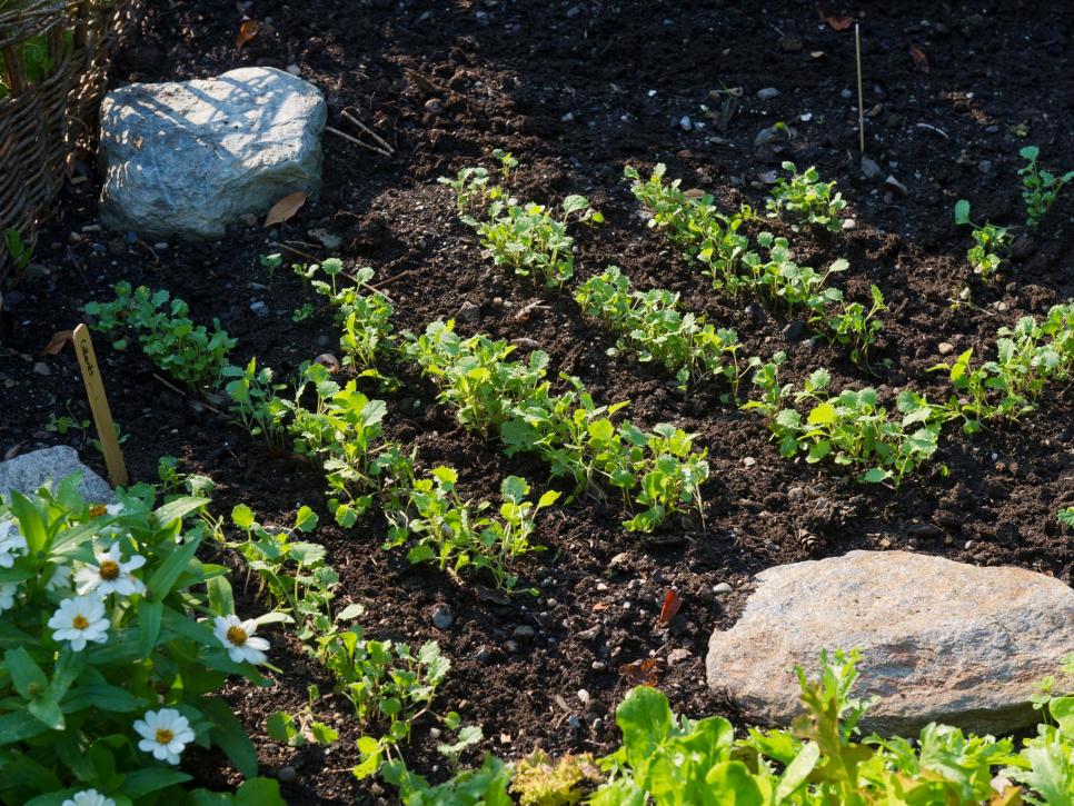 16 Tips and Tricks For Beginners Vegetable Gardening