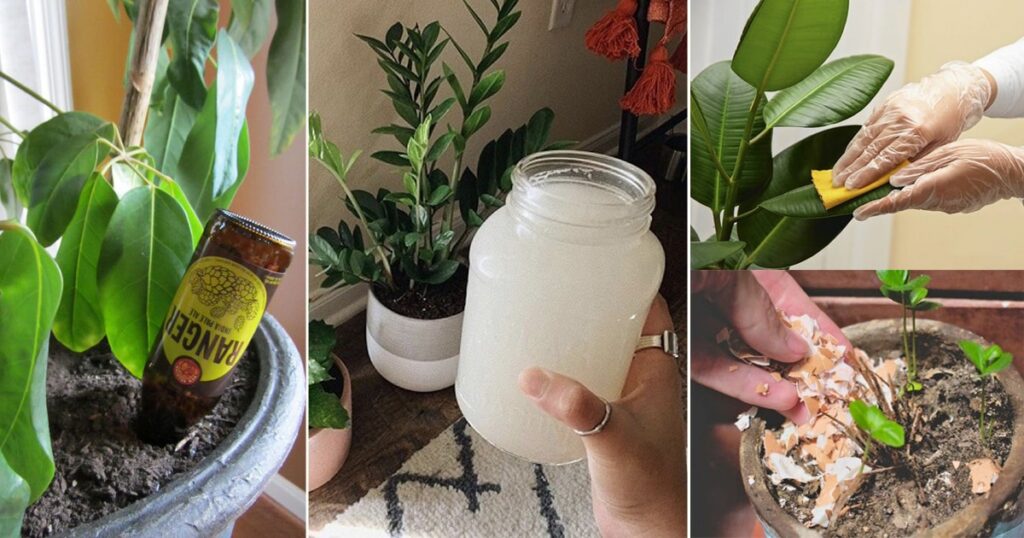 15 Cheap Indoor Plant Parenting Hacks You  Must Know 