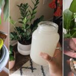 15 Cheap Indoor Plant Parenting Hacks You Must Know