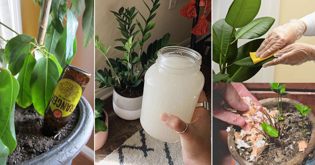 15 Cheap Indoor Plant Parenting Hacks You Must Know