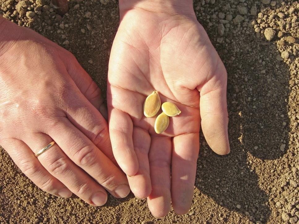 16 Tips and Tricks For Beginners Vegetable Gardening