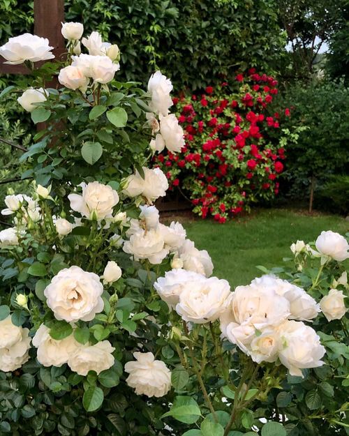 The Easiest Ways To Grow Rose From Cutting