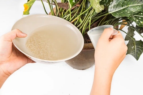 Rice Water For Plants To Get Maximum Growth