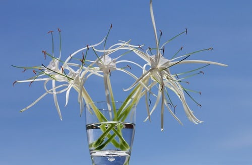 10 Flowers You Can Grow In Vases in Water